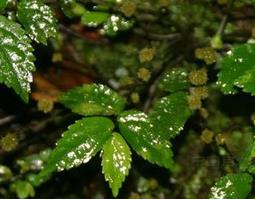 山椒草图片 草本山花椒图片