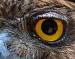 鹰眼睛的功效与作用 鹰眼睛的功效与作用及禁忌
