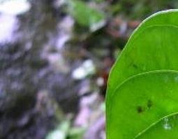 黄药子图片 黄药子图片 别名