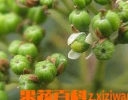 吴茱萸图片 吴茱萸图片大全大图