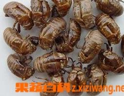 蟬蛻的作用功效和食用方法（蟬蛻功效與作用點(diǎn)的功效與作用及禁忌）