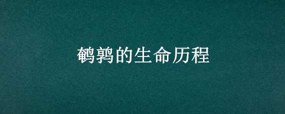 鹌鹑的生命历程（鹌鹑的生命历程图）