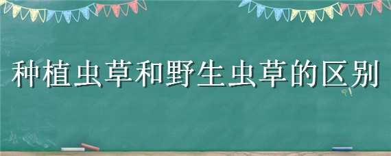 种植虫草和野生虫草的区别 种植虫草和野生虫草的区别图片