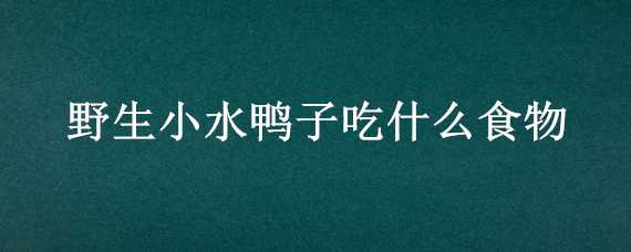 野生小水鸭子吃什么食物（野生小水鸭吃啥）