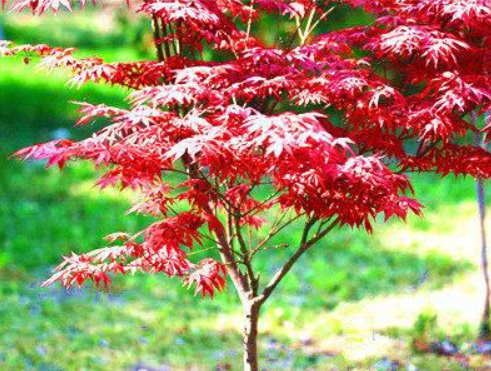 日本紅楓種植技術(shù)（日本紅楓種植技術(shù)視頻）