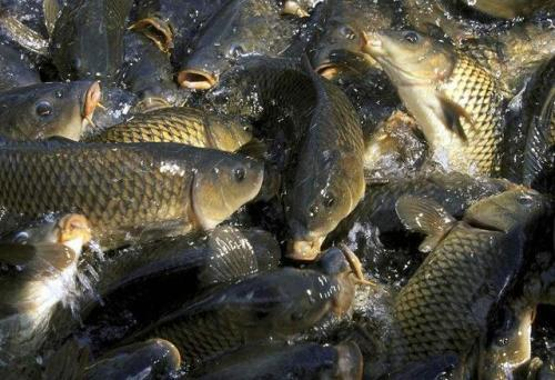 鯉魚飼料配方 養(yǎng)殖鯉魚飼料配方