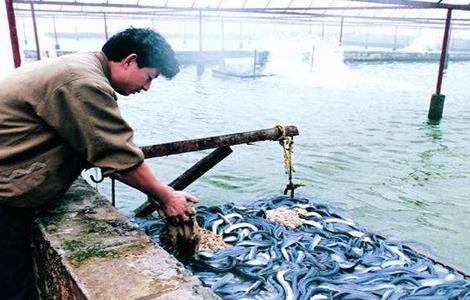 鳗鱼常见疾病及防治 鳗鱼常见疾病及防治措施