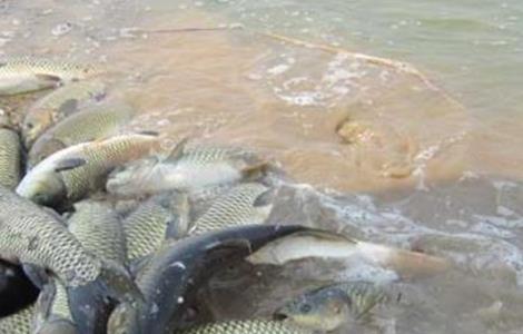 草魚厭食的原因及防治方法