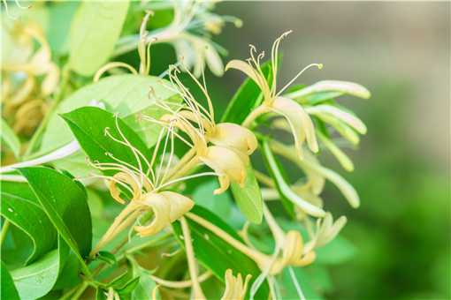 种金银花赚钱吗 种金银花赚钱吗知乎