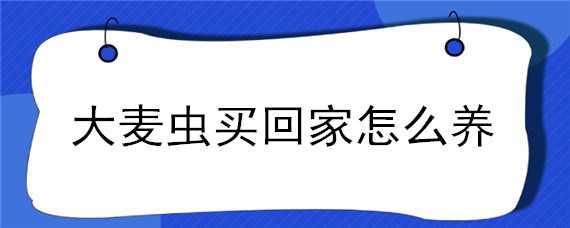 大麥蟲(chóng)買(mǎi)回家怎么養(yǎng)（大麥蟲(chóng)買(mǎi)回家怎么養(yǎng)活）