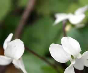 白花堇菜主要的营养价值（白花菜药用价值）