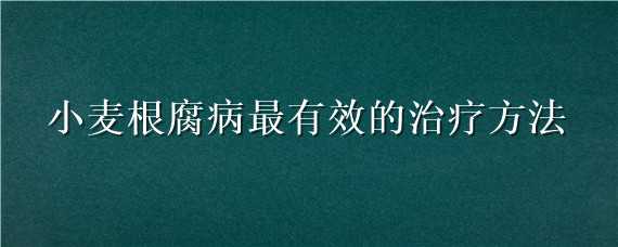 小麦根腐病最有效的治疗方法 小麦根腐病最有效的治疗方法是什么