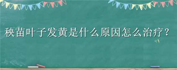 秧苗葉子發(fā)黃是什么原因怎么治療 秧苗葉子發(fā)黃是什么原因怎么治療視頻