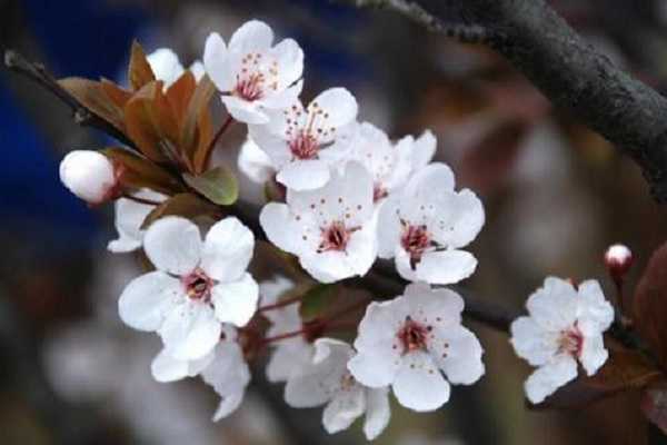 樱花什么季节开，盛开时间是几月份（樱花是什么时候开的?是哪个季节?）