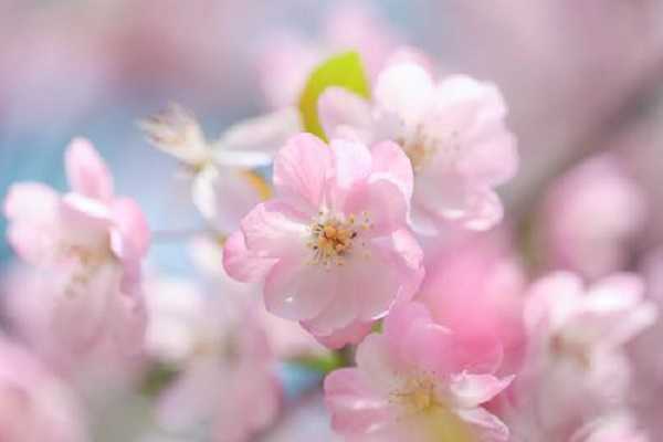 海棠什么季节开花，花期如何养护 海棠什么季节开花,花期如何养护呢