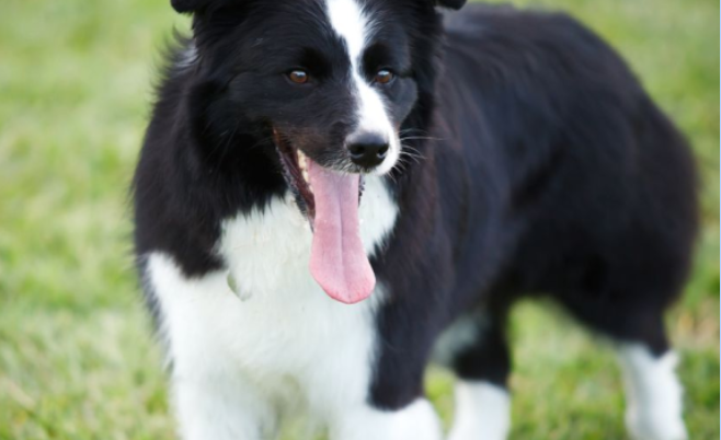 德國牧羊犬壽命是多長 德國牧羊犬多大