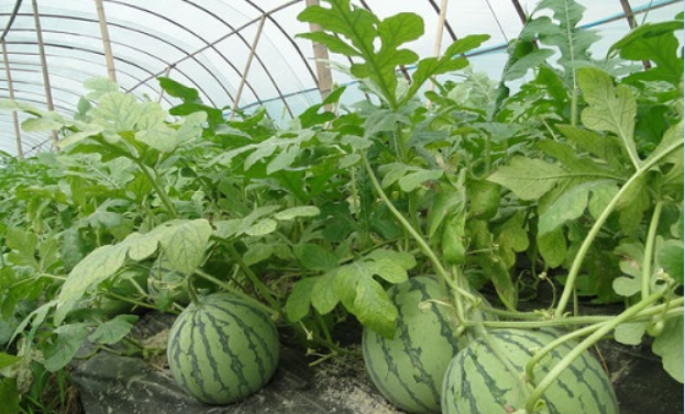 西瓜大棚種植技術(shù)（西瓜大棚種植技術(shù)視頻）