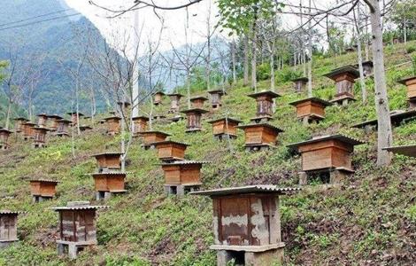 蜜蜂饲养技术（蜜蜂饲养技术免税吗）