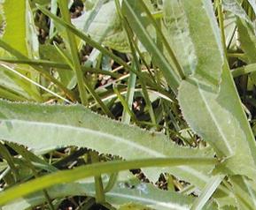 野菜白毫的藥用價值 野菜白毫的藥用價值與功效