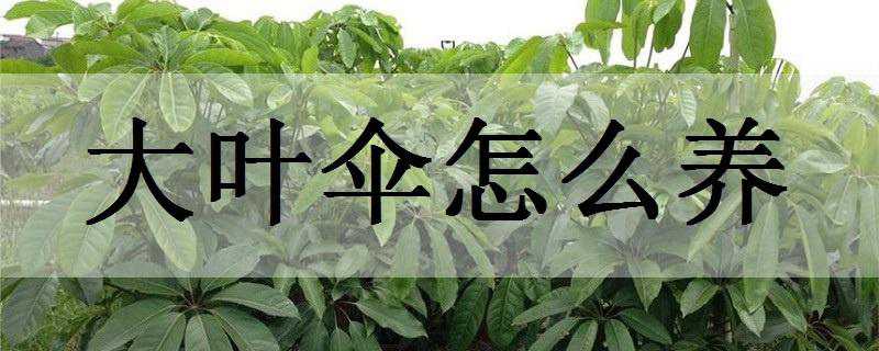 大葉傘怎么養(yǎng)（大葉傘怎么養(yǎng)長得快）