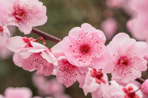 梅花为什么在冬天开花，原因有哪些 梅花为什么在冬天开花,原因有哪些因素