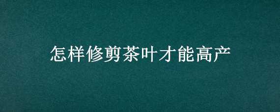 怎样修剪茶叶才能高产 茶叶什么时候修剪产量高