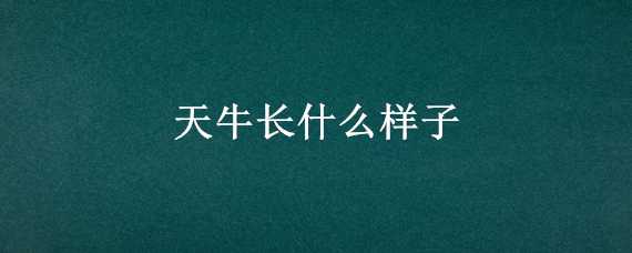 天牛长什么样子（天牛长什么样子图片）