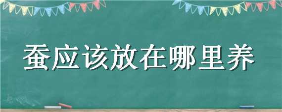 蚕应该放在哪里养 蚕应该放在哪里养呢