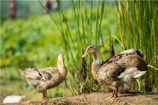 肉鸭怎么养殖（肉鸭养殖方法）