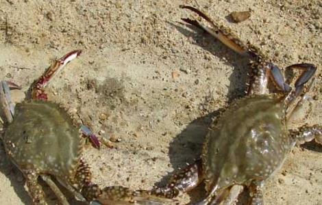 河沟围拦生态养殖大闸蟹技术 河道养殖螃蟹