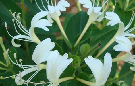 金银花和菊花泡水喝