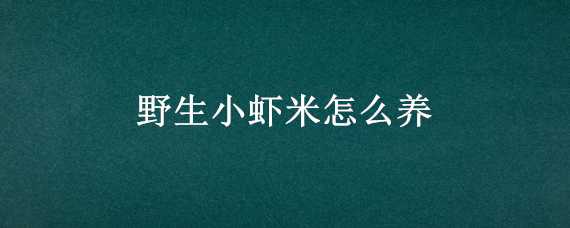 野生小虾米怎么养（野生小虾米怎么养殖）