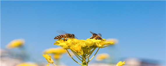 蜜蜂怎样换新蜂王 蜜蜂怎样换新蜂王呢