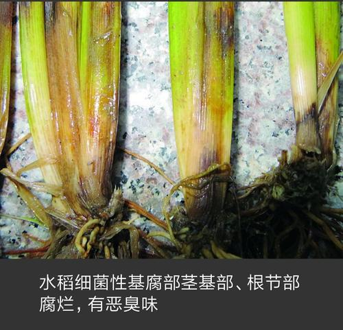 水稻細(xì)菌性病害如何識(shí)別，水稻病蟲(chóng)害防治方法