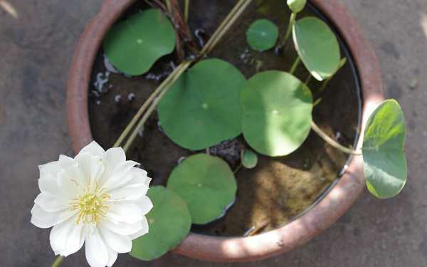 常見的家養(yǎng)水生花卉有哪些