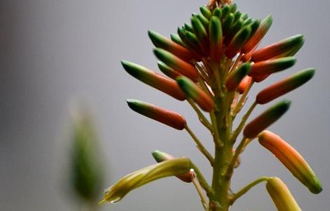 蘆薈花的功效與禁忌以及使用方法（蘆薈花的功效與禁忌以及使用方法圖解）