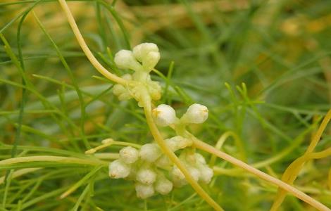 菟丝子泡酒的功效与作用 五味子菟丝子泡酒的功效与作用