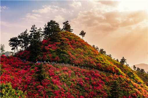 杜鹃花开遍山野是什么景象（杜鹃花开遍山野是什么景象呢）