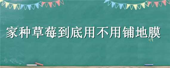 家种草莓到底用不用铺地膜 夏天种草莓需要地膜吗