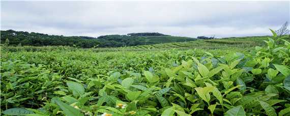 小乔木型茶树的基本特征是 小乔木型茶树的基本特征是哪些