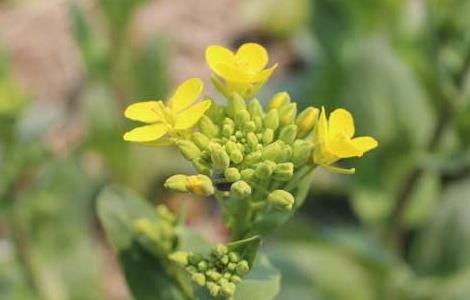 油菜栽培技術