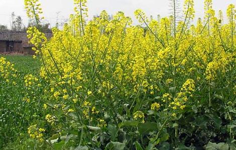 油菜栽培技術