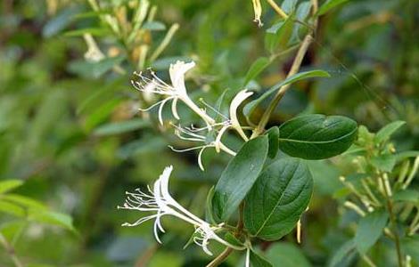 四季金银花树种植技术