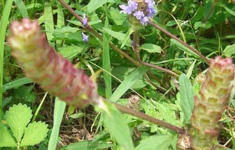 夏枯草种植需要注意什么（夏枯草种植需要注意什么事项）