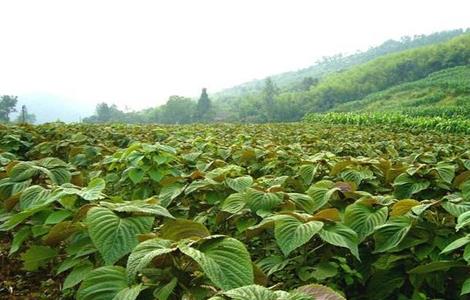 紫苏种植的注意事项（紫苏种植的注意事项和禁忌）