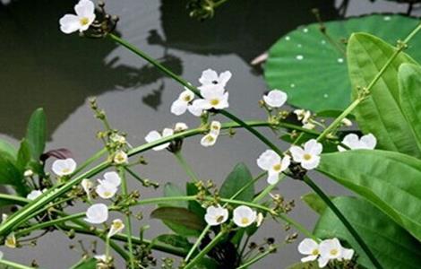 泽泻的种植方法（泽泻的种植条件和技术）