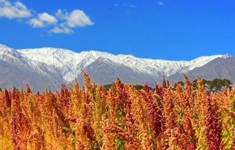 藜麦的种植条件（藜麦种植基本条件）