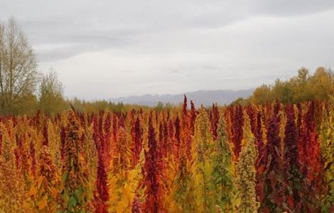 藜麦 种植 条件 