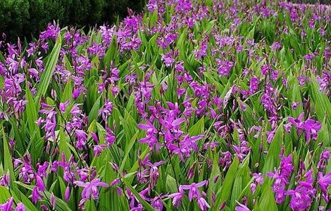 白芨的田間管理要點（白芨冬季管理）