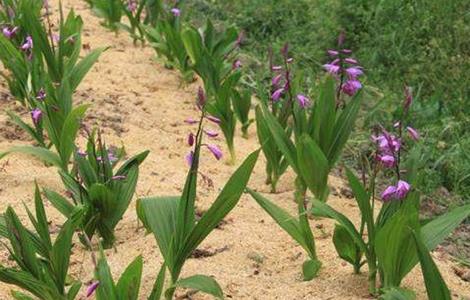 白芨 田間管理 要點